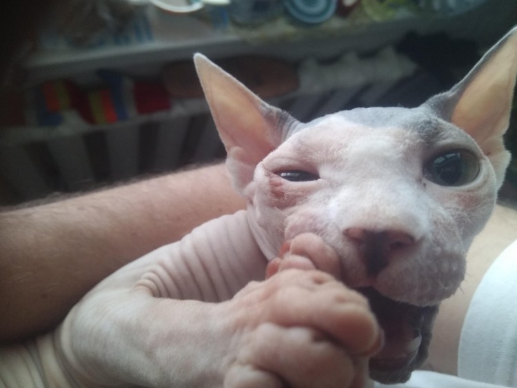 Котенок сфинкса в корзине