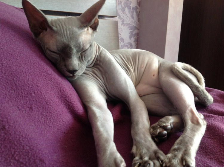 Донской сфинкс хвост