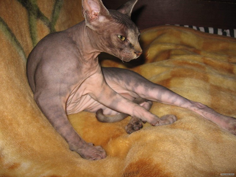 Сфинкс фото