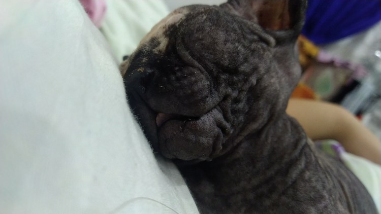 Сфинкс лежит