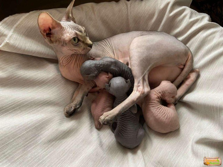 Сфинкс Blue point