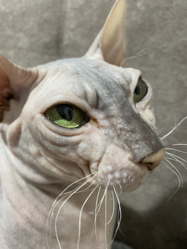 Лапки сфинкса