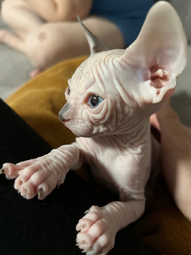 Котик сфинкс Арсений