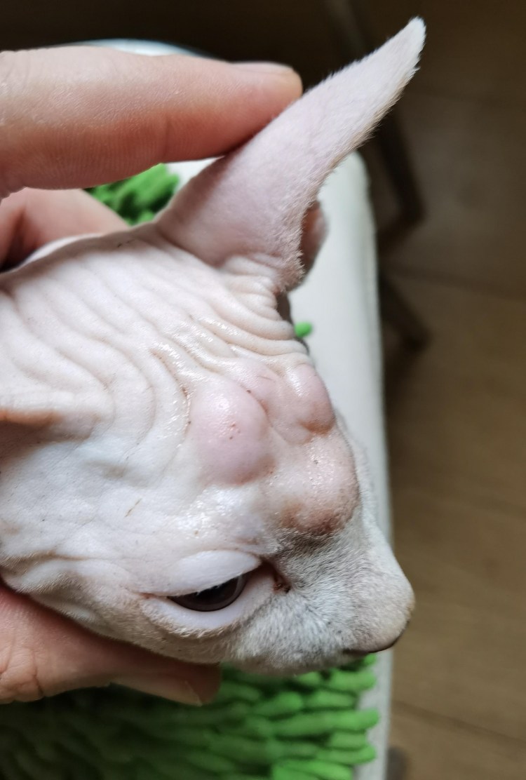 Шишка у сфинкса на голове