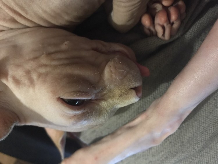 Семья сфинксов