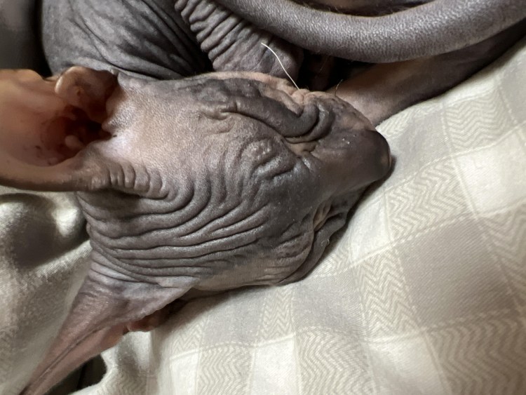 Могут быть у сфинксов глисты