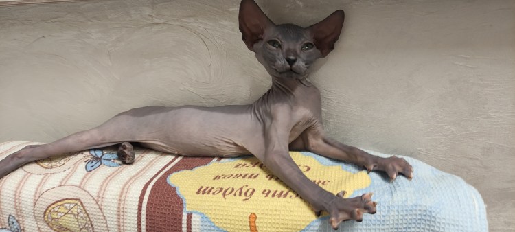 Донской сфинкс коричневый