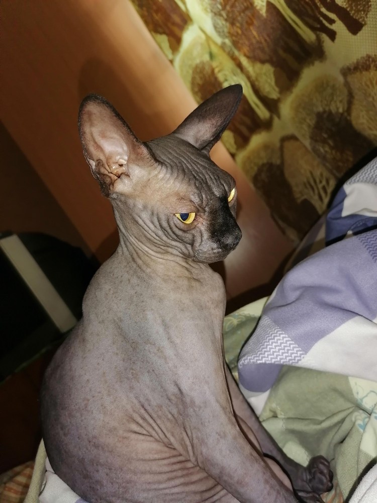 Сфинкс фильм 2011