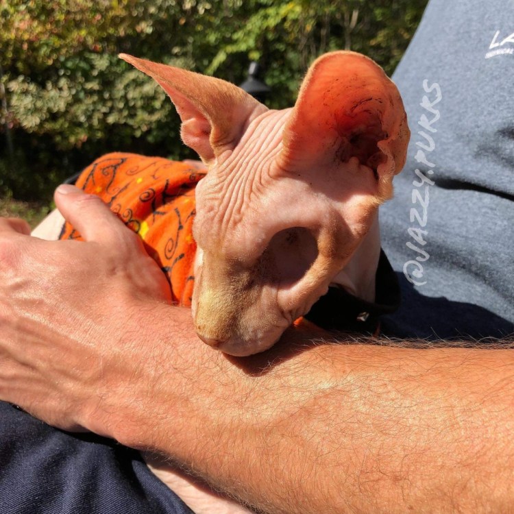 Кот в позе сфинкса