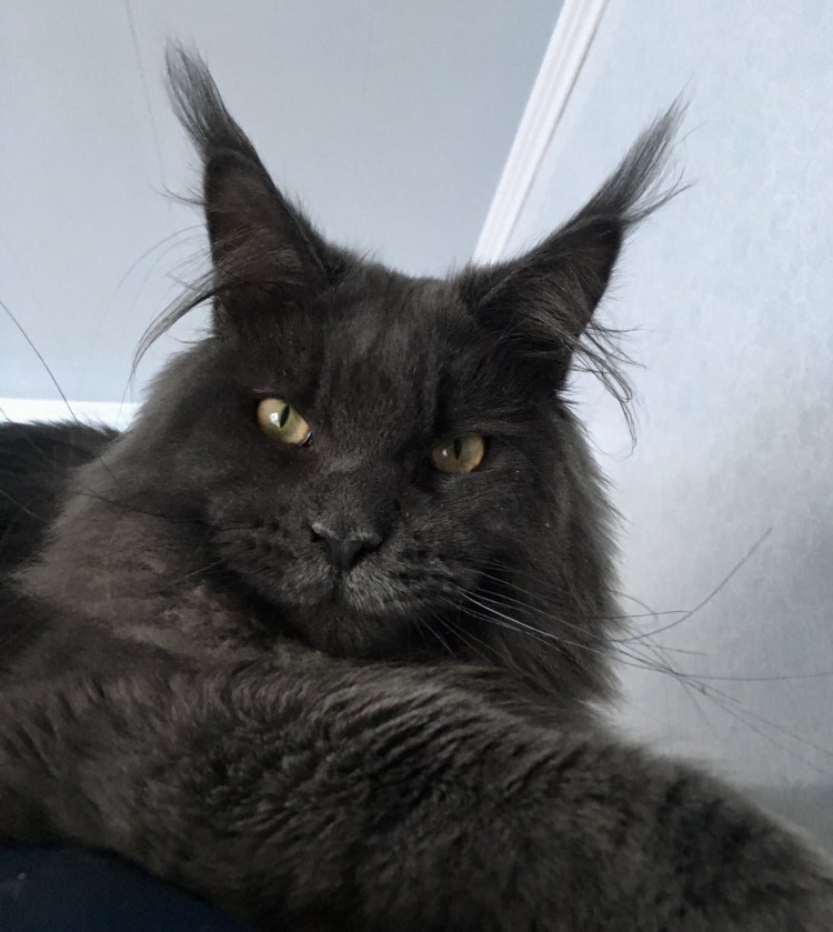 Строение зубов у Мейн кунов