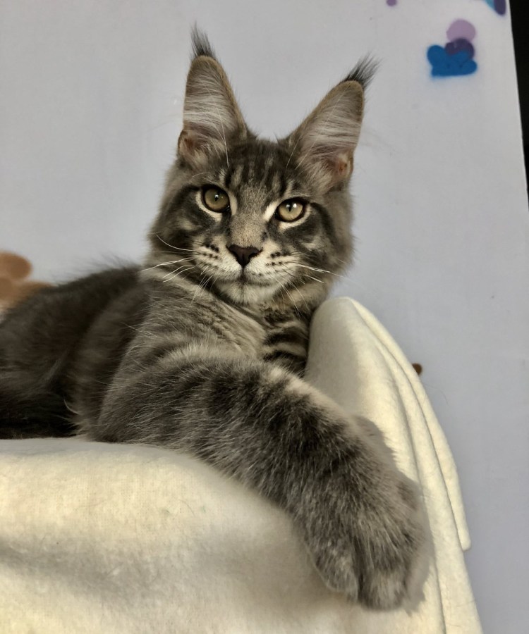 Чёрный Мейн кун с зубами