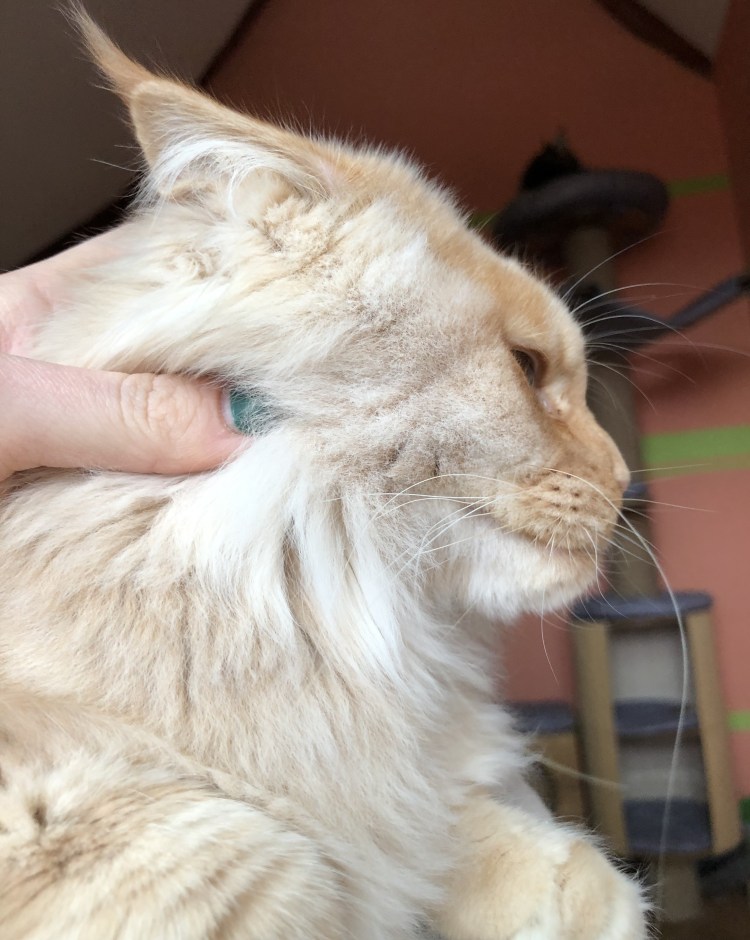 Мейн кун черный дым котенок