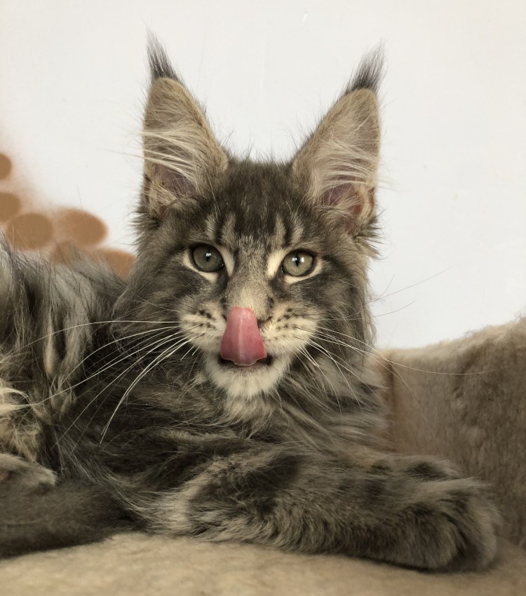 Миксоматоз у Мейн куна