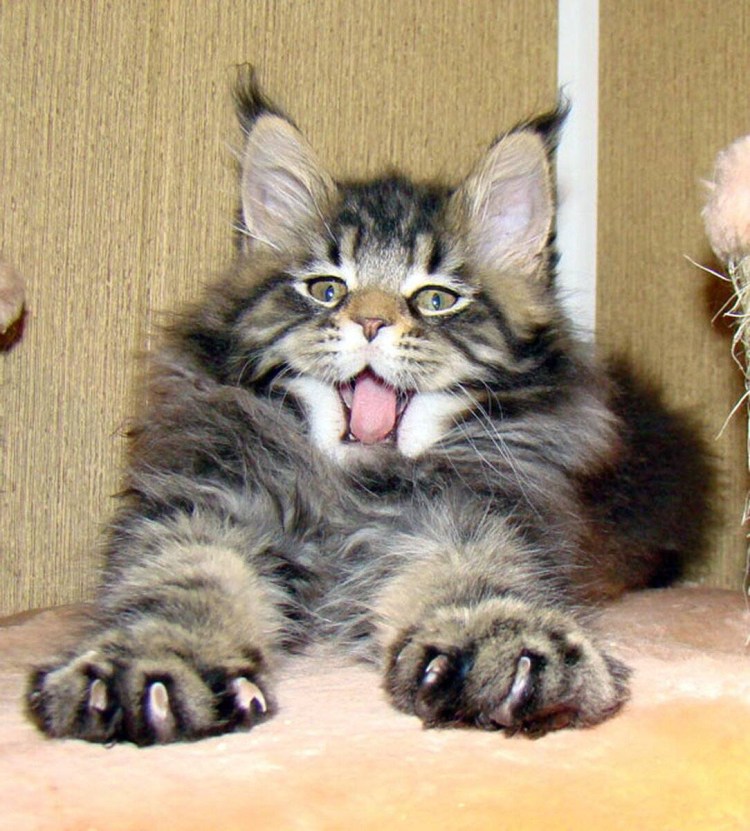 Экскременты Мейн кунов