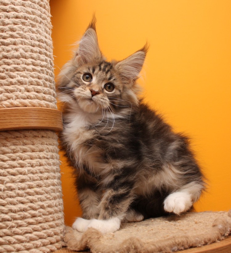 Челюсть Мейн куна