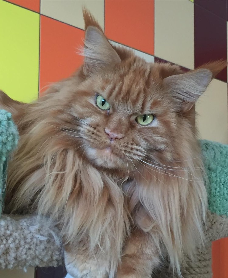 Золотистый Мейн кун