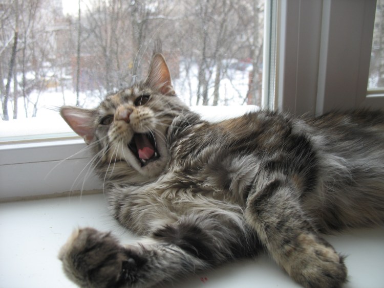 Мейн куры худые или толстые