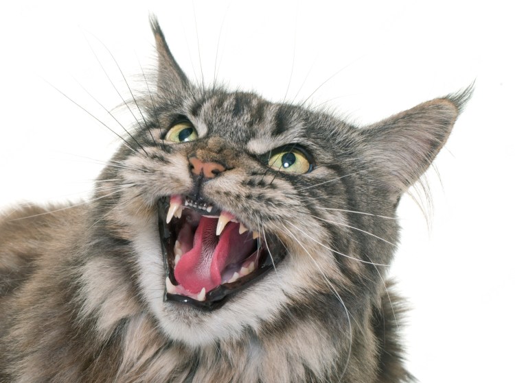 Мейн кун зубы