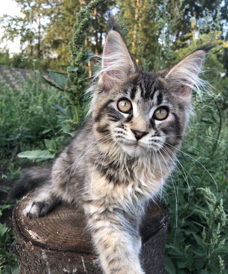 Мейн куны аллергики