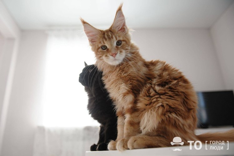 Полидакты Мейн куны что это