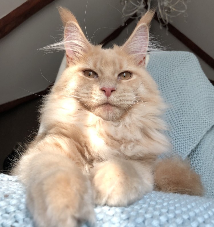 Челюсть Мейн куна