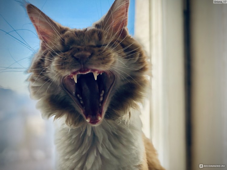 Фото зубов Мейн куна