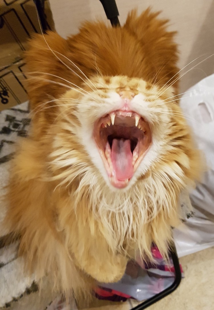 Молочные зубы у Мейн куна