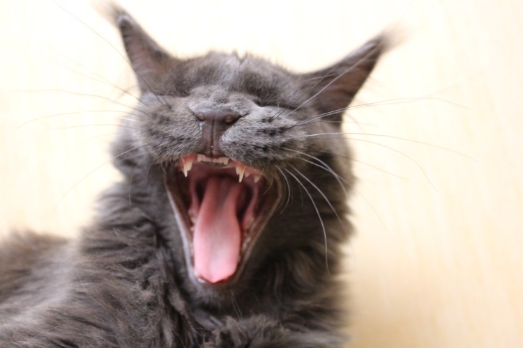 Зубной камень у Мейн куна