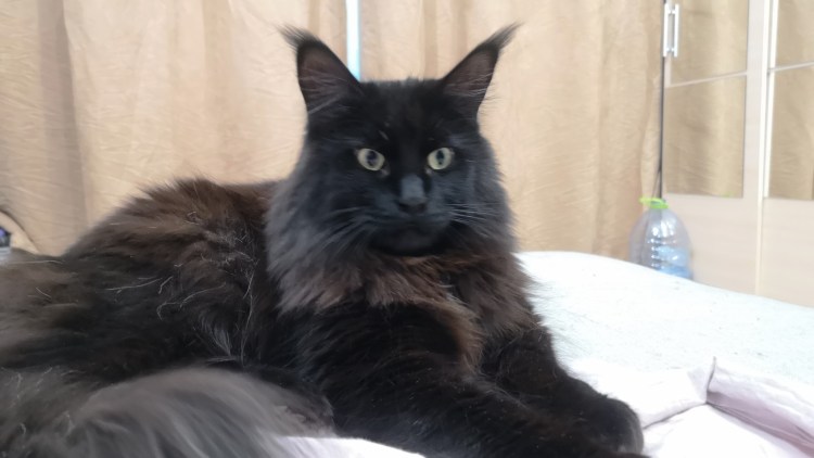 Перекус у Мейн куна