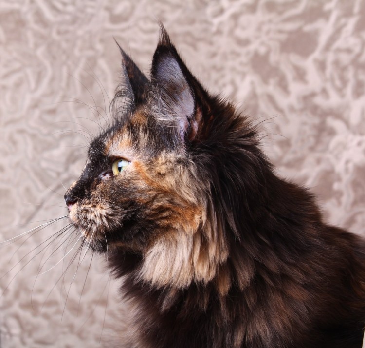 Спящий Мейн кун