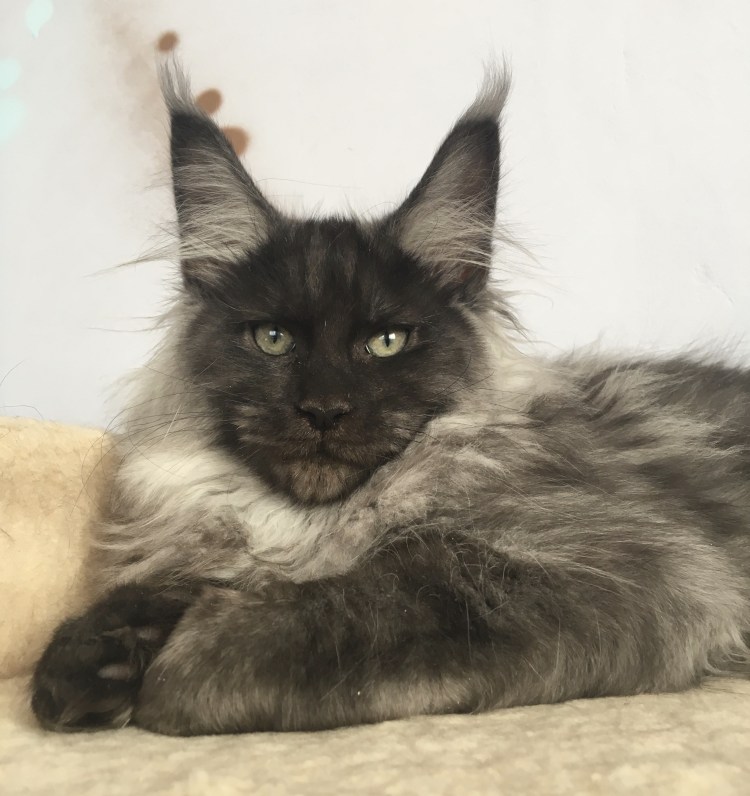 Зубная щетка для кошек