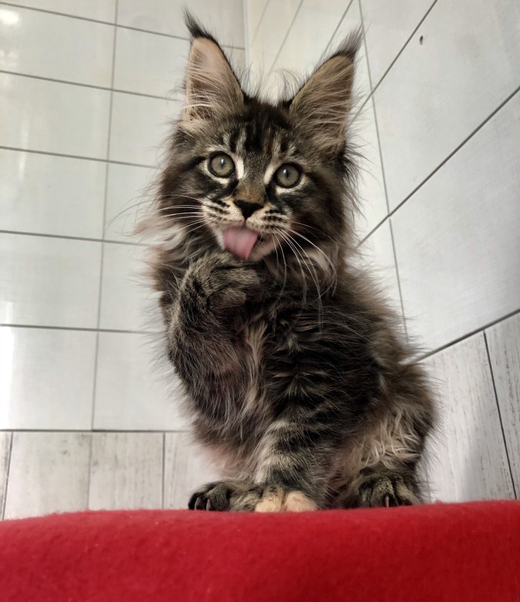 Страшный кот Мейн кун