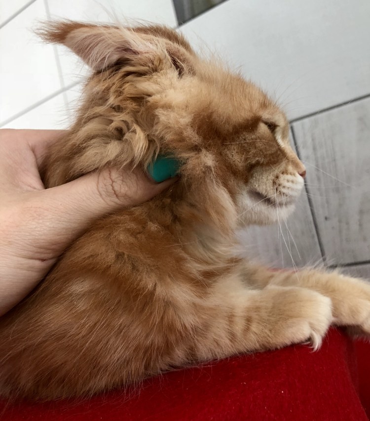 Мейн кун 1 год фото