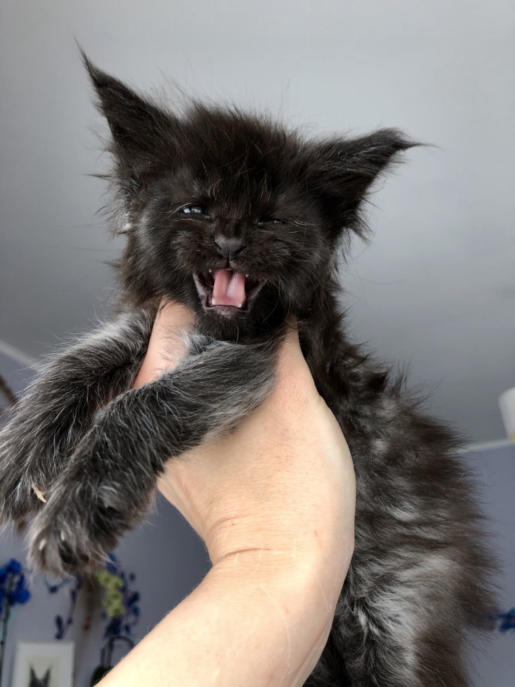 Мейн кун у ветеринара