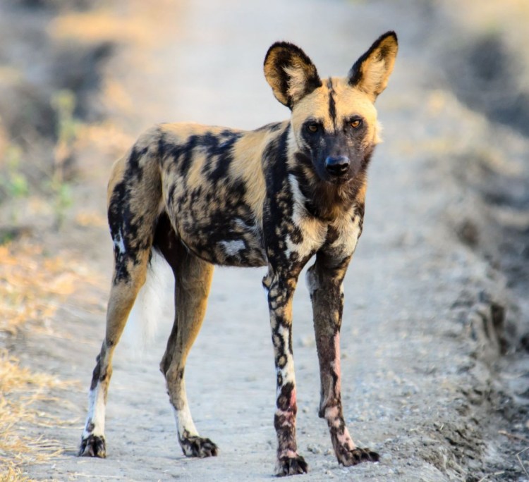 Гиеновидная собака: Африканская Дикая