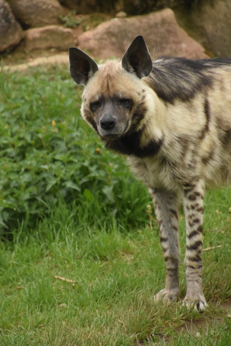 Среднеазиатская гиена