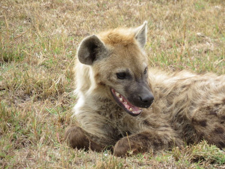 Ксолоитцкуинтли длинношерстный