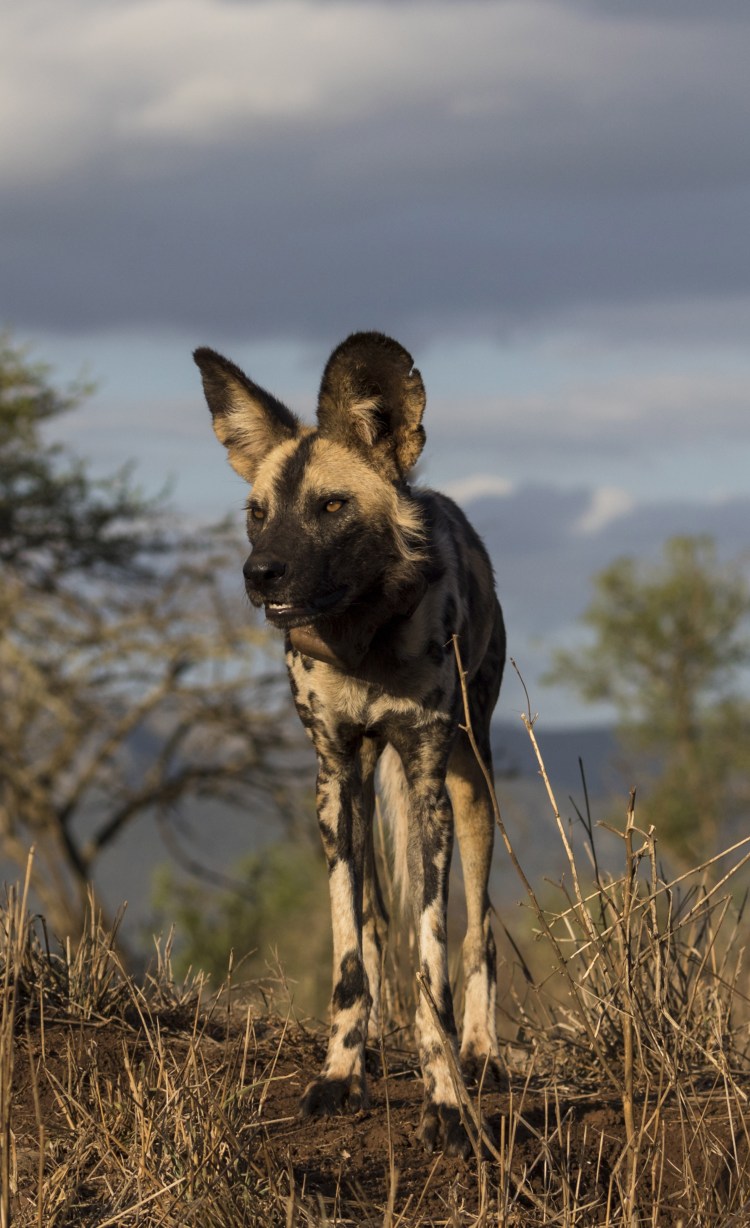 Львица гиеновая собака