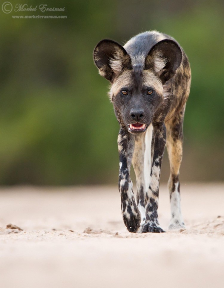 Гиеновидная собака окрас