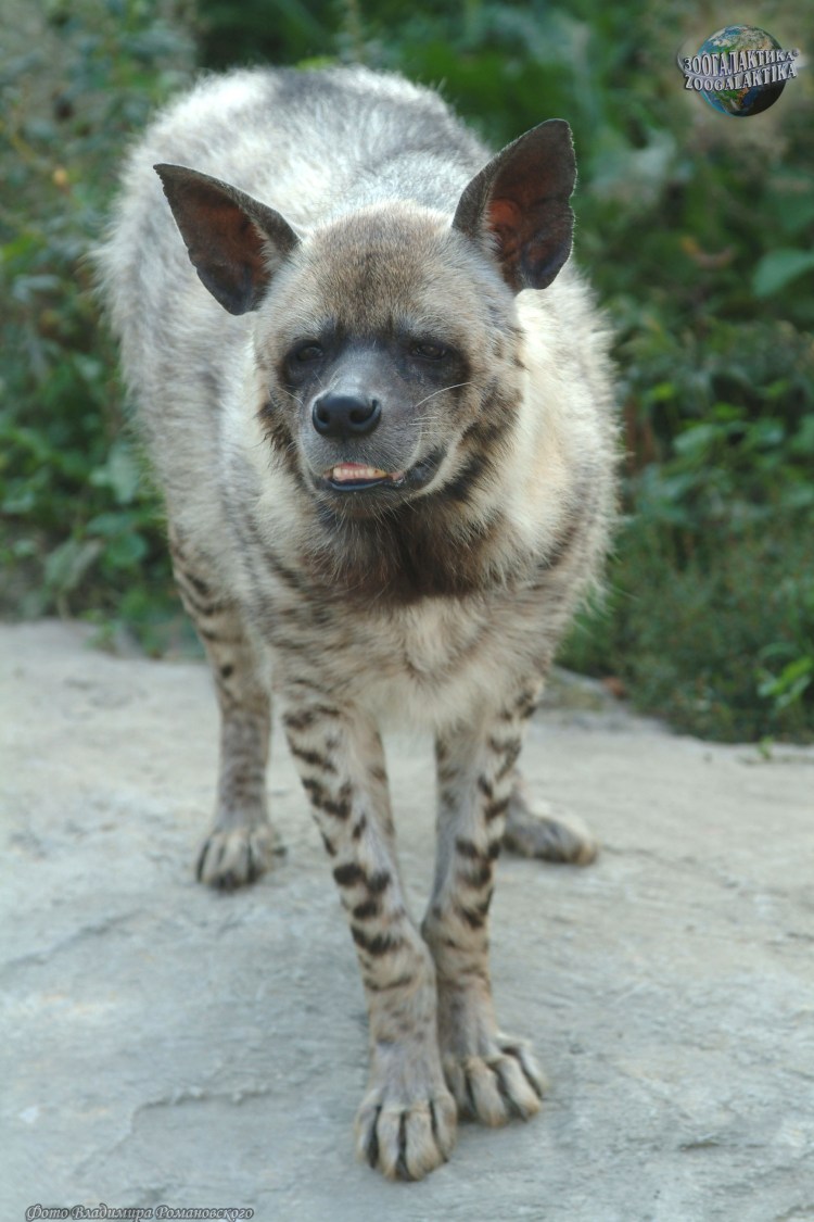 Мексиканская овчарка