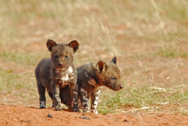 Гиеновидная собака бежит