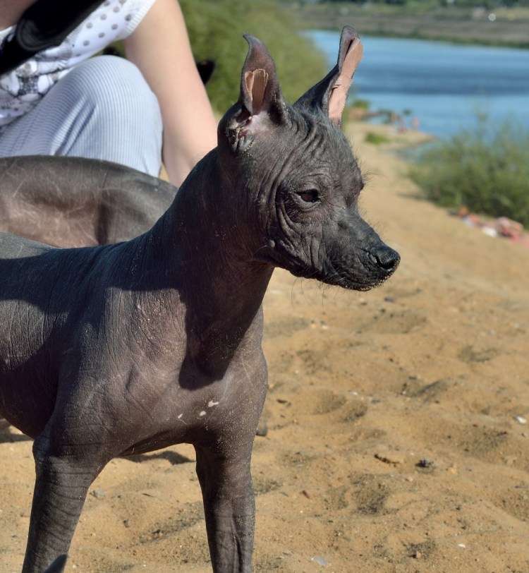 Гиена и Гиеновидная собака