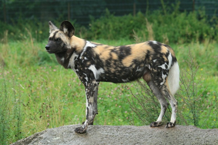 Гиеновидные собаки заповедник