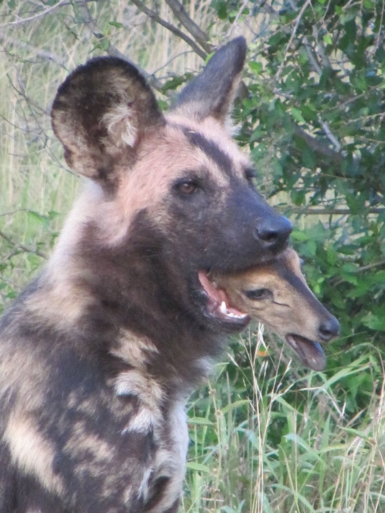 Санмигельская овчарка