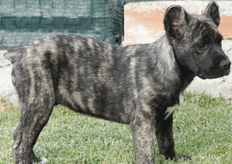 Полосатая гиена