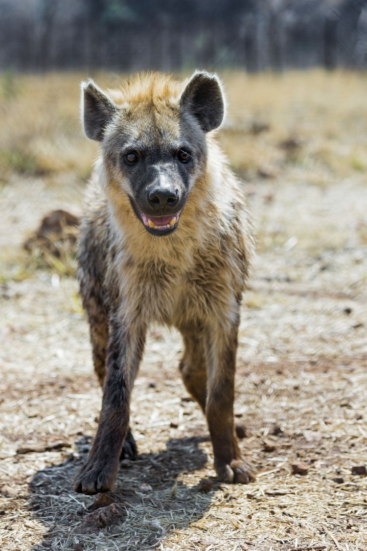Чепрачная гиена