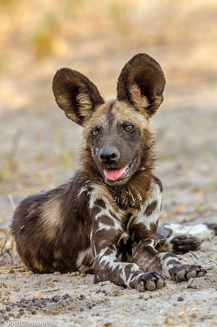 Кавказская гиена