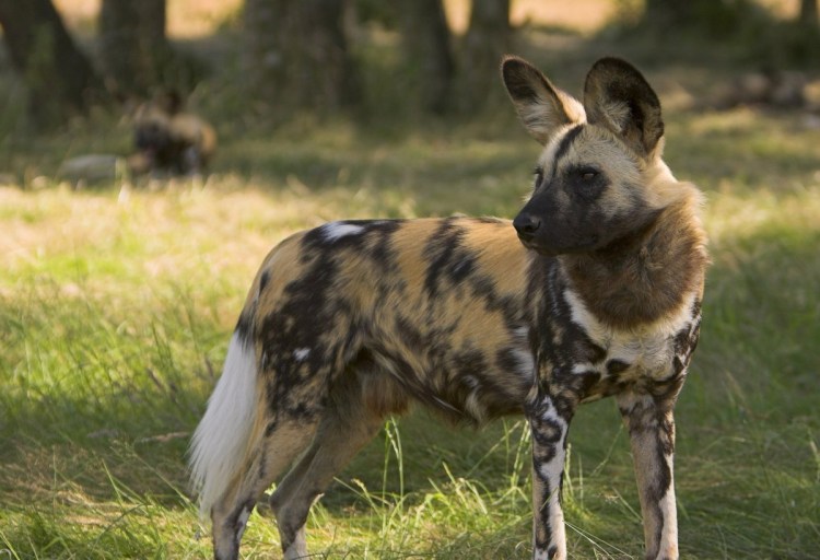 Сафари гиены