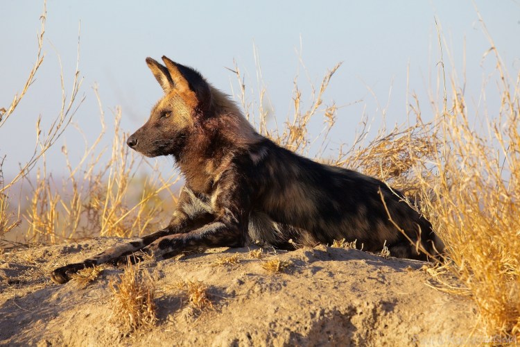 Африканская Гиеновидная собака