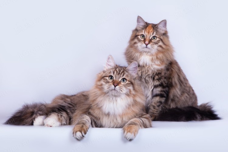 Сибирский длинношерстный кот